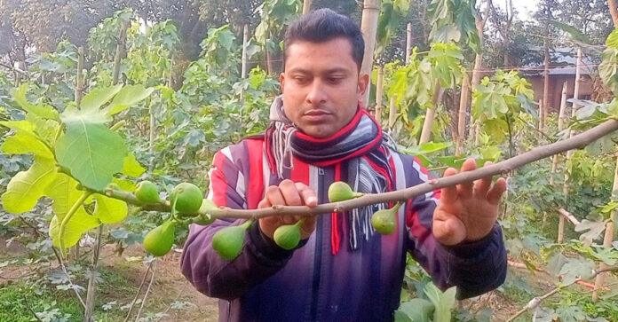 মিশ্র ফল বাগানে সফল ঠাকুরগাঁওয়ের সিদ্দিক